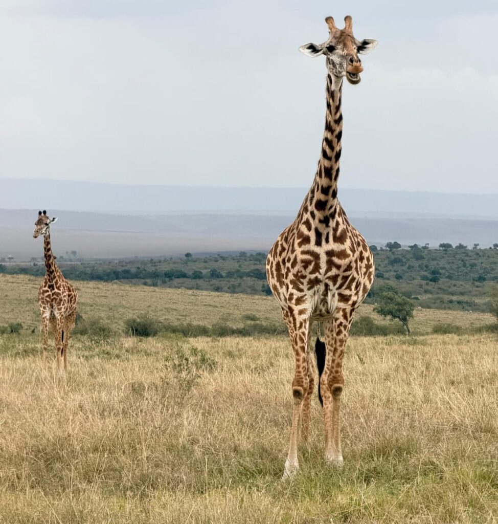 whatsapp image 2025 11 20 at 9.45.51 am